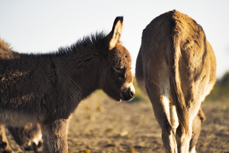 Donkeys On The Field