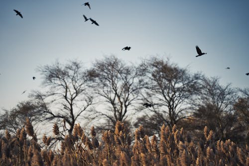 무료 나무, 날개, 날으는의 무료 스톡 사진