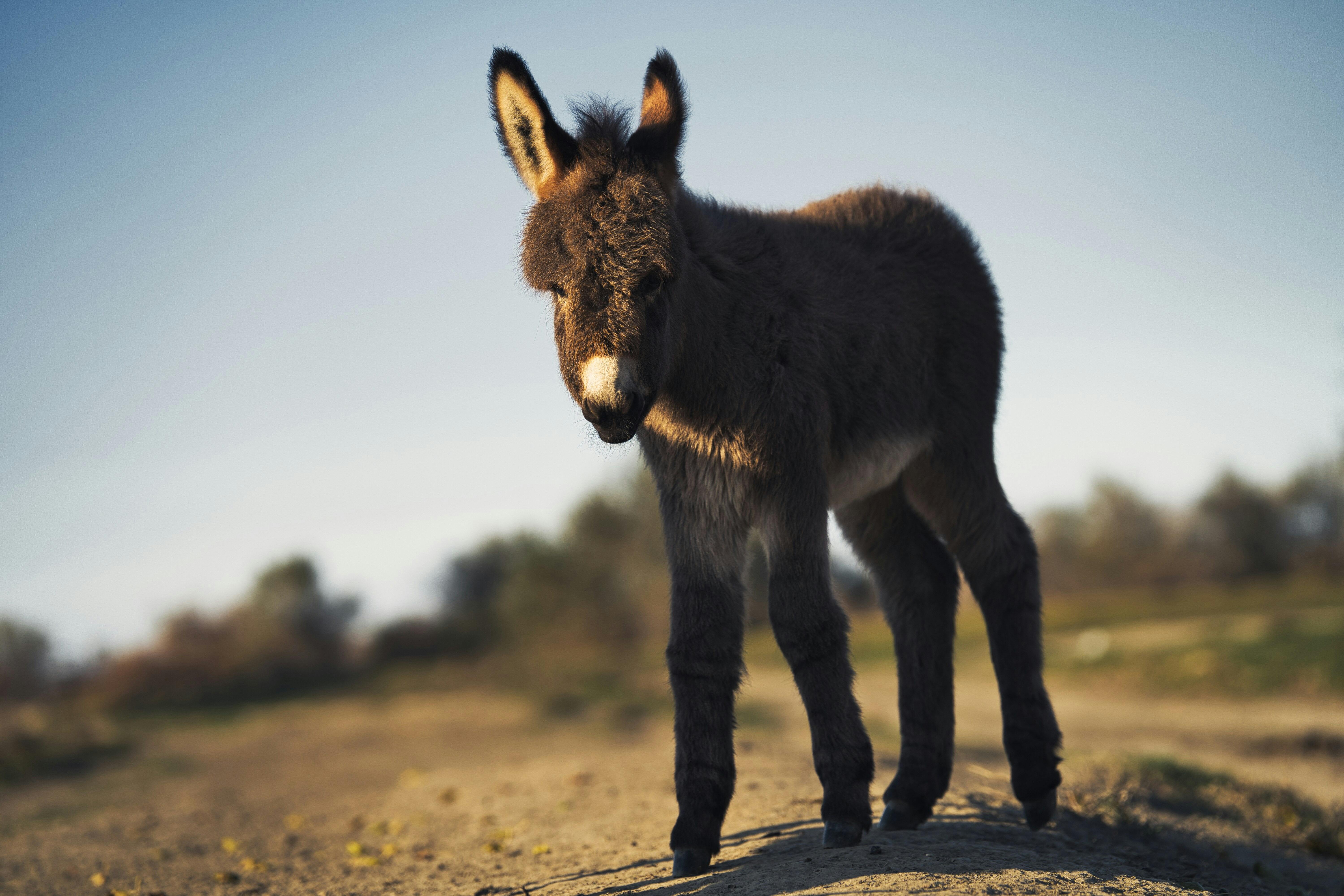 Person Petting Donkey · Free Stock Photo Person Petting Donkey · Free Stock Photo