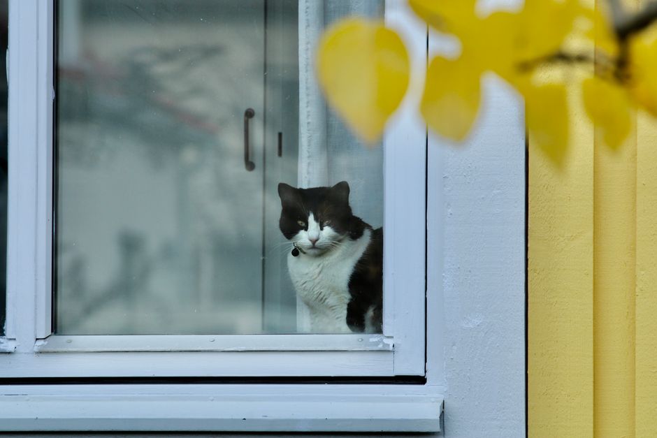 Black and white cat looking out through a closed window, yellow autumn leaves in front of the glass