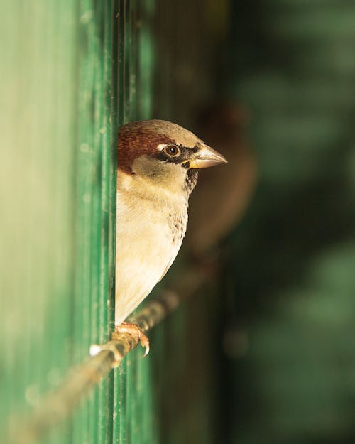 Free Close-up Photo of a Sparrow Stock Photo