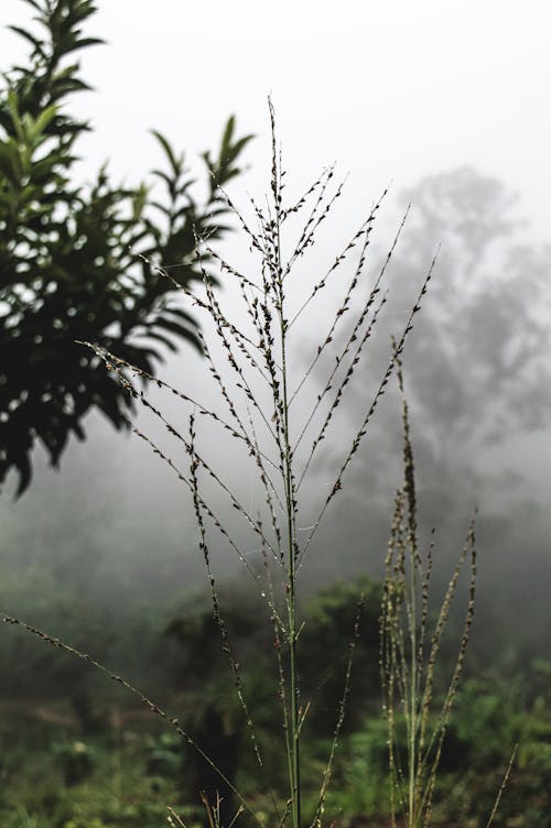Free stock photo of africa, cold, fog