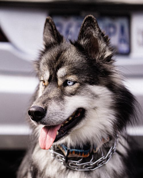 A Black and White Siberian Husky in Close-up Photography