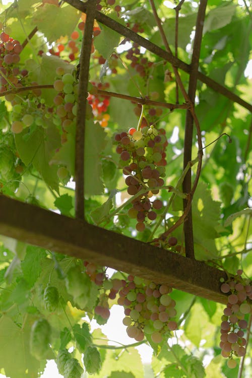 Free Grape Fruits on Veins Stock Photo