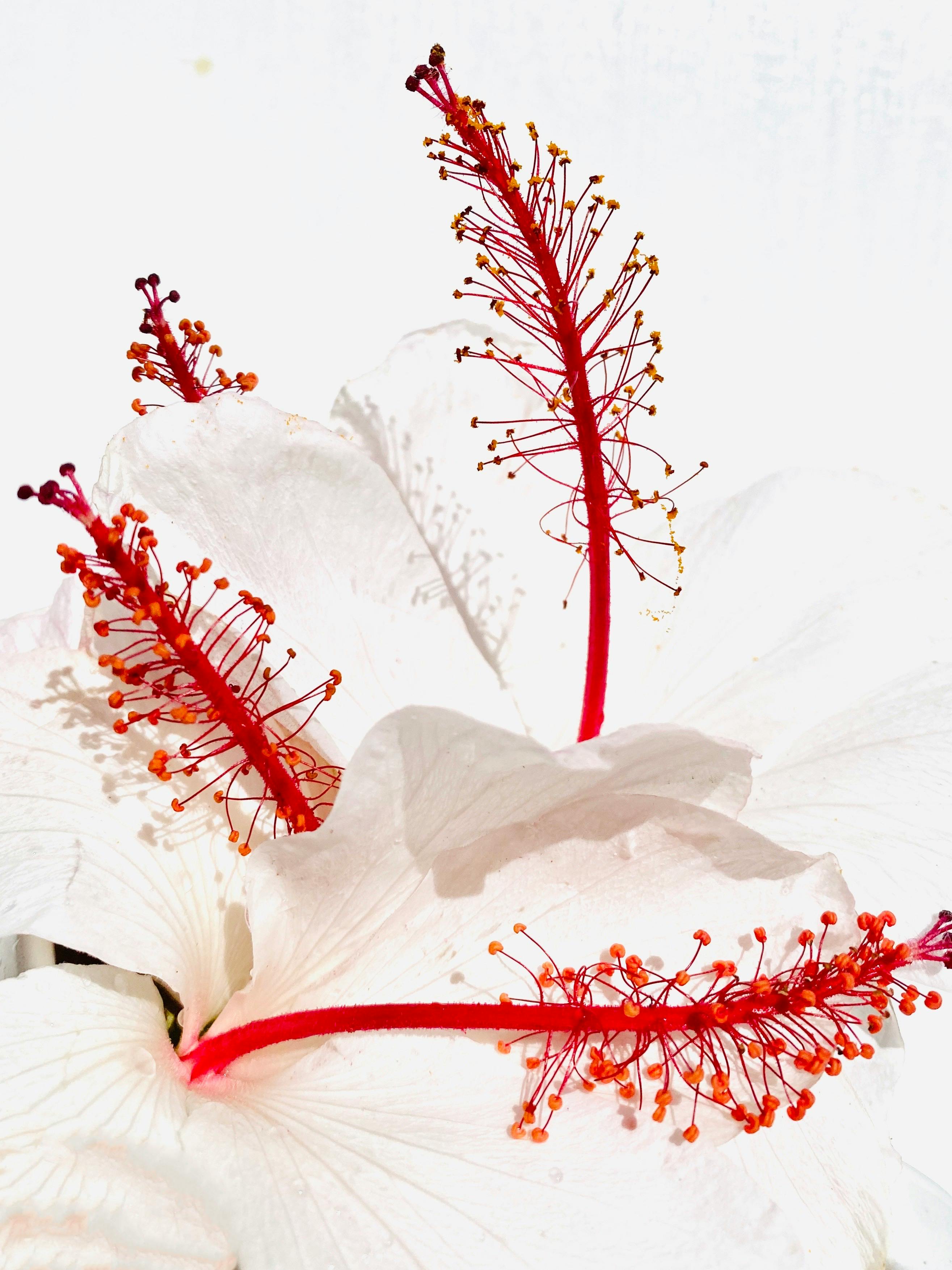 Close-up of a white hibiscus flower with striking red stamens on a white background.