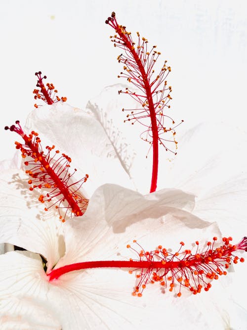 꽃, 꽃잎, 빨간의 무료 스톡 사진