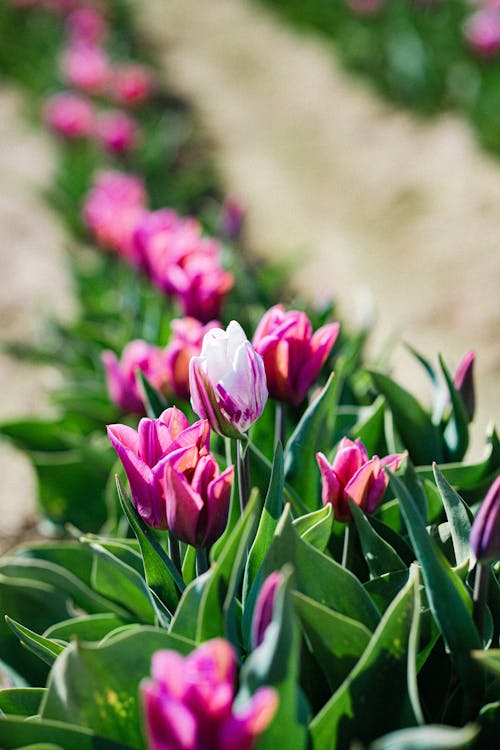 Gratis lagerfoto af blade, blomst landbrug, blomsterdyrkning