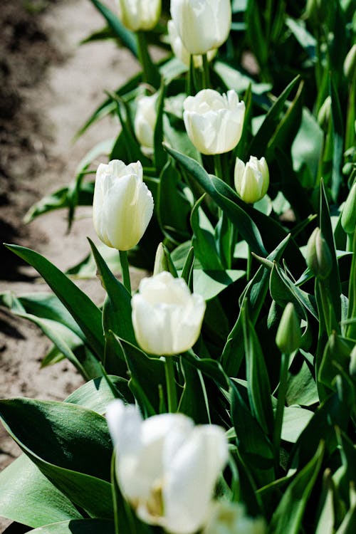 açık hava, Bahçe, Beyaz çiçekler içeren Ücretsiz stok fotoğraf