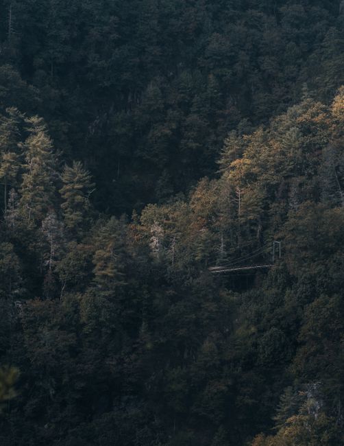 A cinematic aerial photograph of a lush forest with autumn foliage, capturing a peaceful environment.