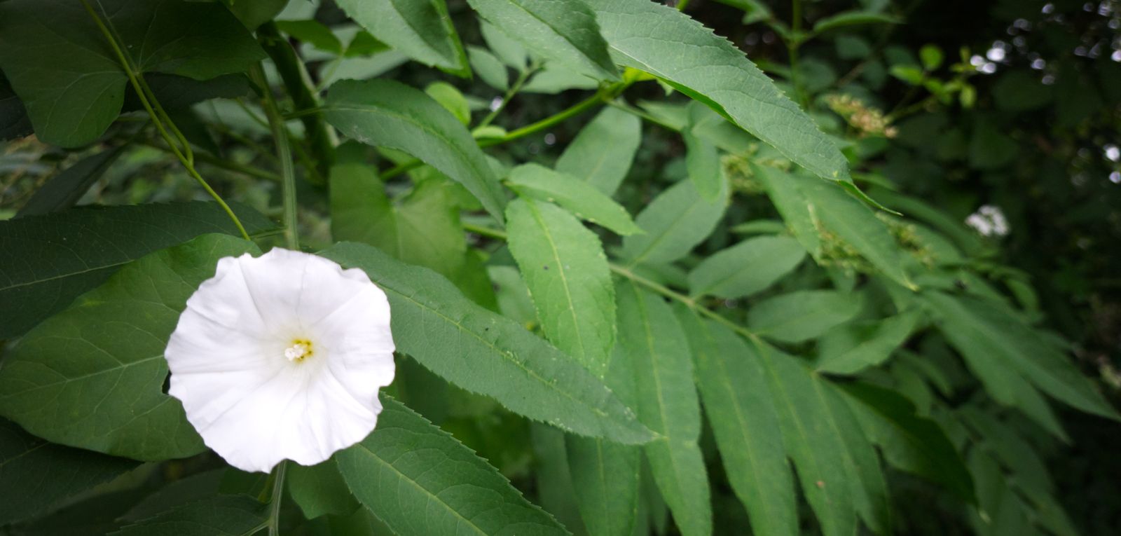 Fleur blanche de liseron des haies parmi les feuilles vertes