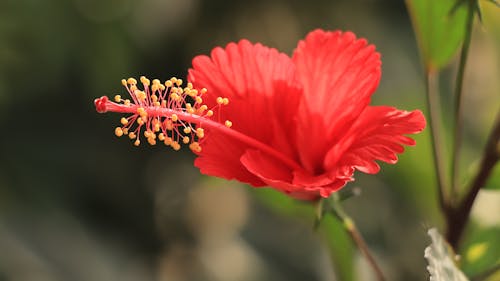 Fotobanka s bezplatnými fotkami na tému krása, kvet, ľalia