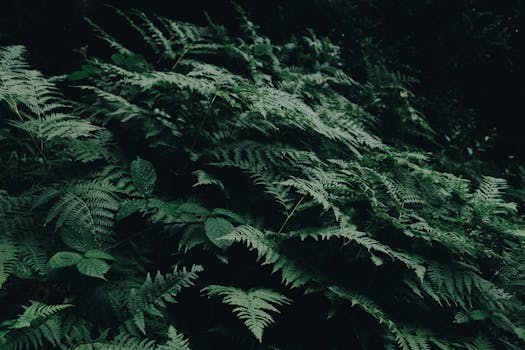 Vibrant green ferns in a lush Swiss forest, showcasing natural beauty and tranquility. by Martin  Péchy