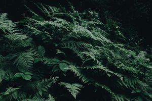 Green fern plants in a forest