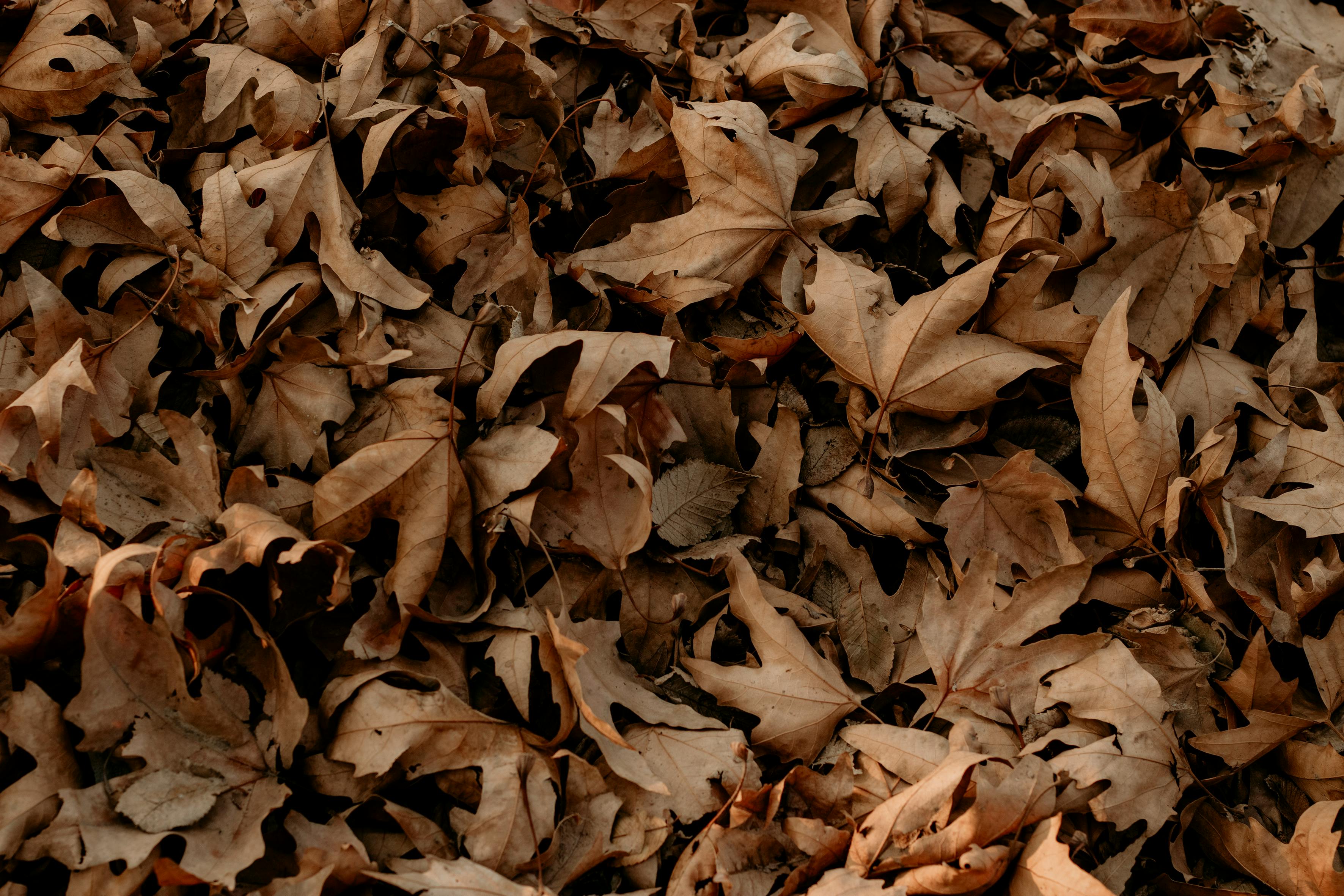 Dry Leaves Free Photo Download