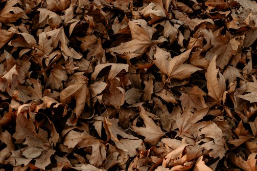 dry fallen leaves