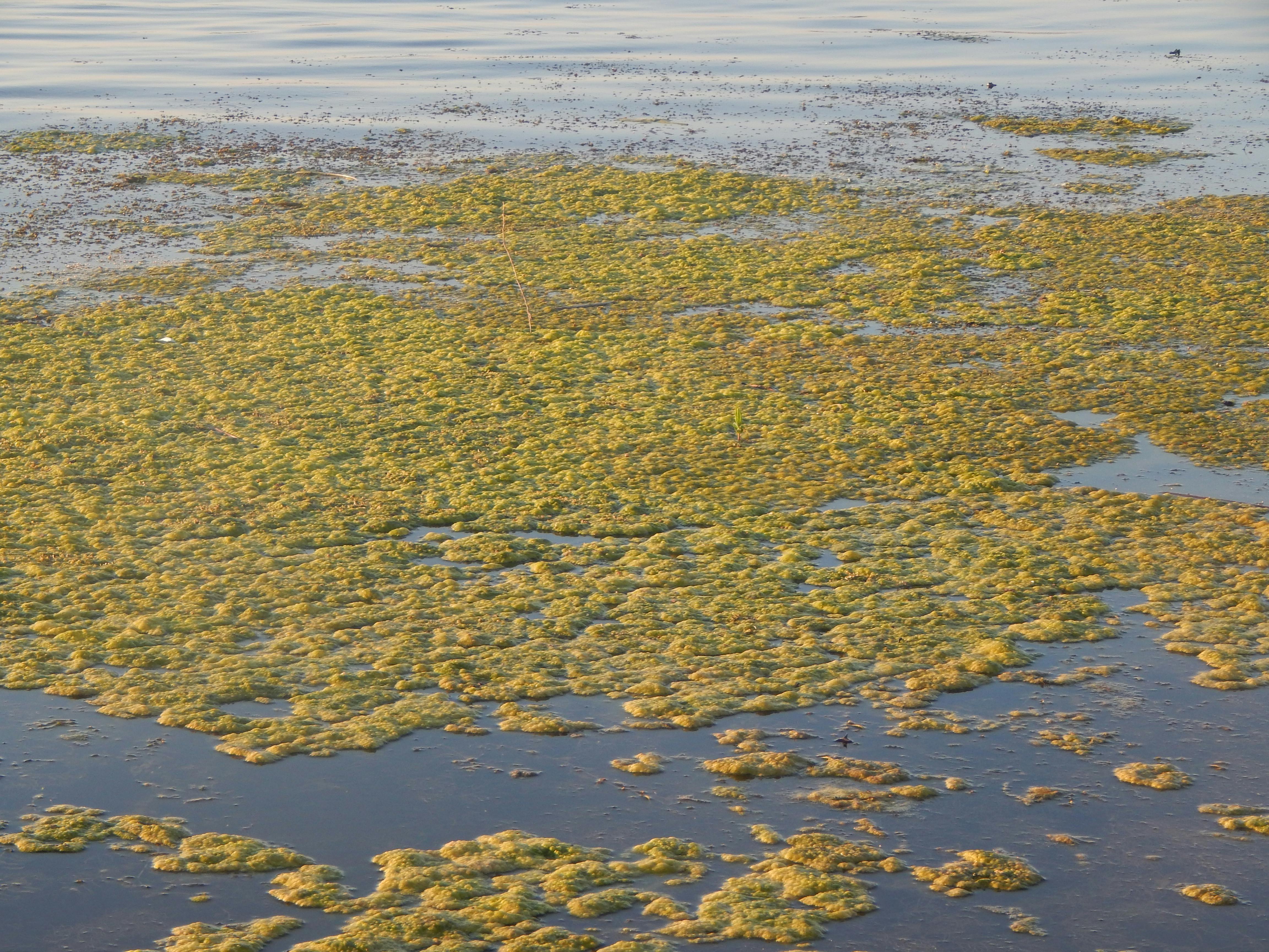 Plat de pâtes italiennes fraîches sur une table en bois rustique