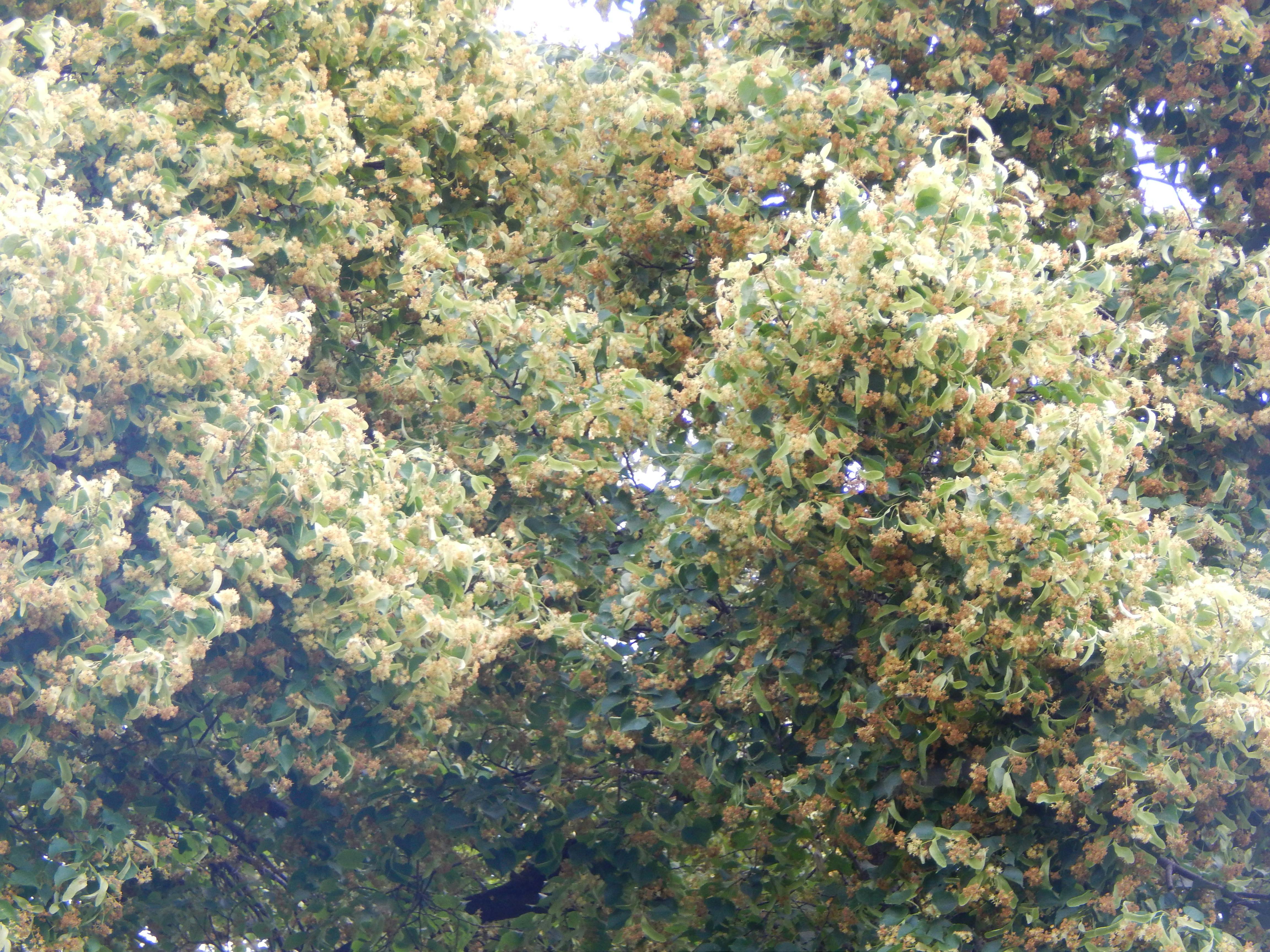 An example of elevated plating