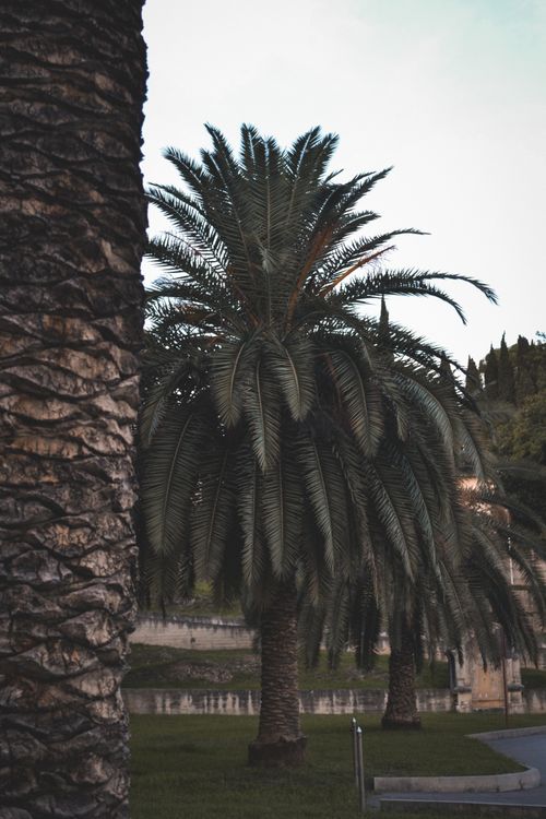 Free Vertical shot of palm trees in a serene Akhali Atoni park, perfect for travel and nature themes. Stock Photo