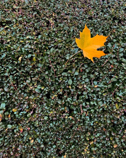 Yellow Maple Leaf on Vines