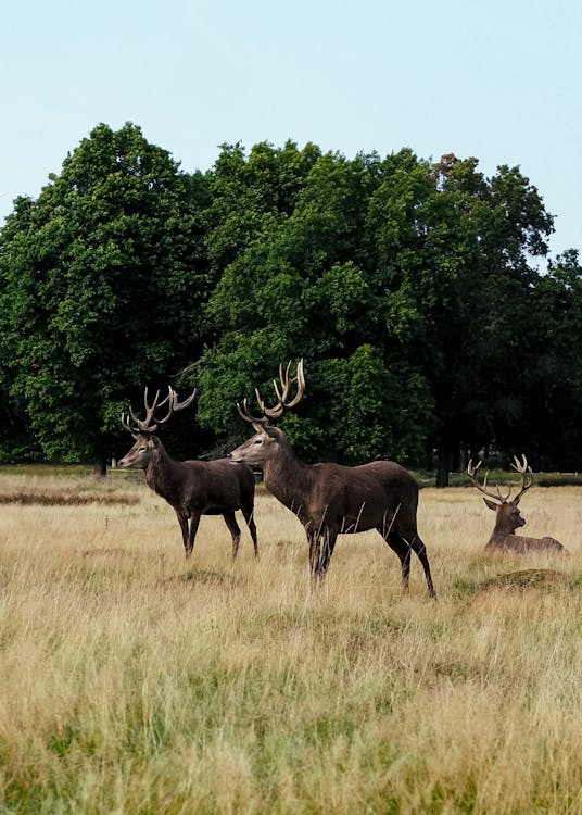 Brown Deer on Brown Grass Field