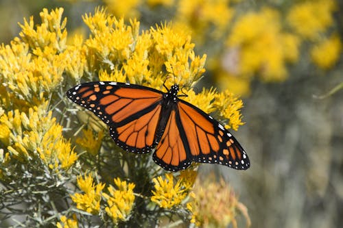 Free Monarch Butterfly on a Yellow Flowers Stock Photo