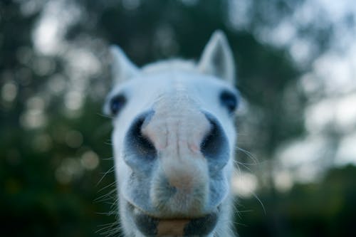 Fotos de stock gratuitas de @al aire libre, animal, caballo