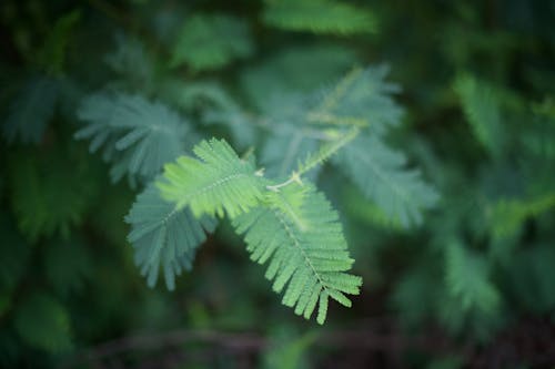 Free stock photo of leaves, nature Stock Photo