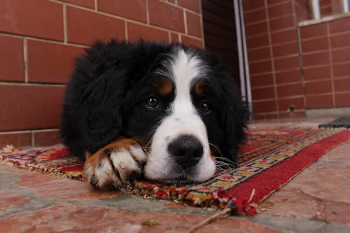Free stock photo of carpet, dog, paw