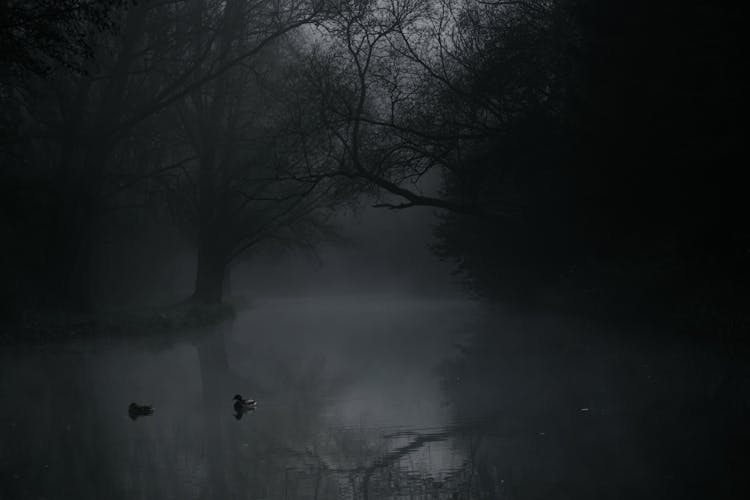 Lake Covered In Fog