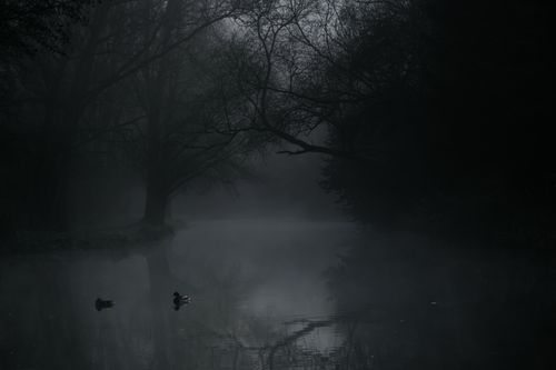 Free Mysterious foggy woodland scene by the lake with ducks at dusk in Bishop's Stortford, England. Stock Photo