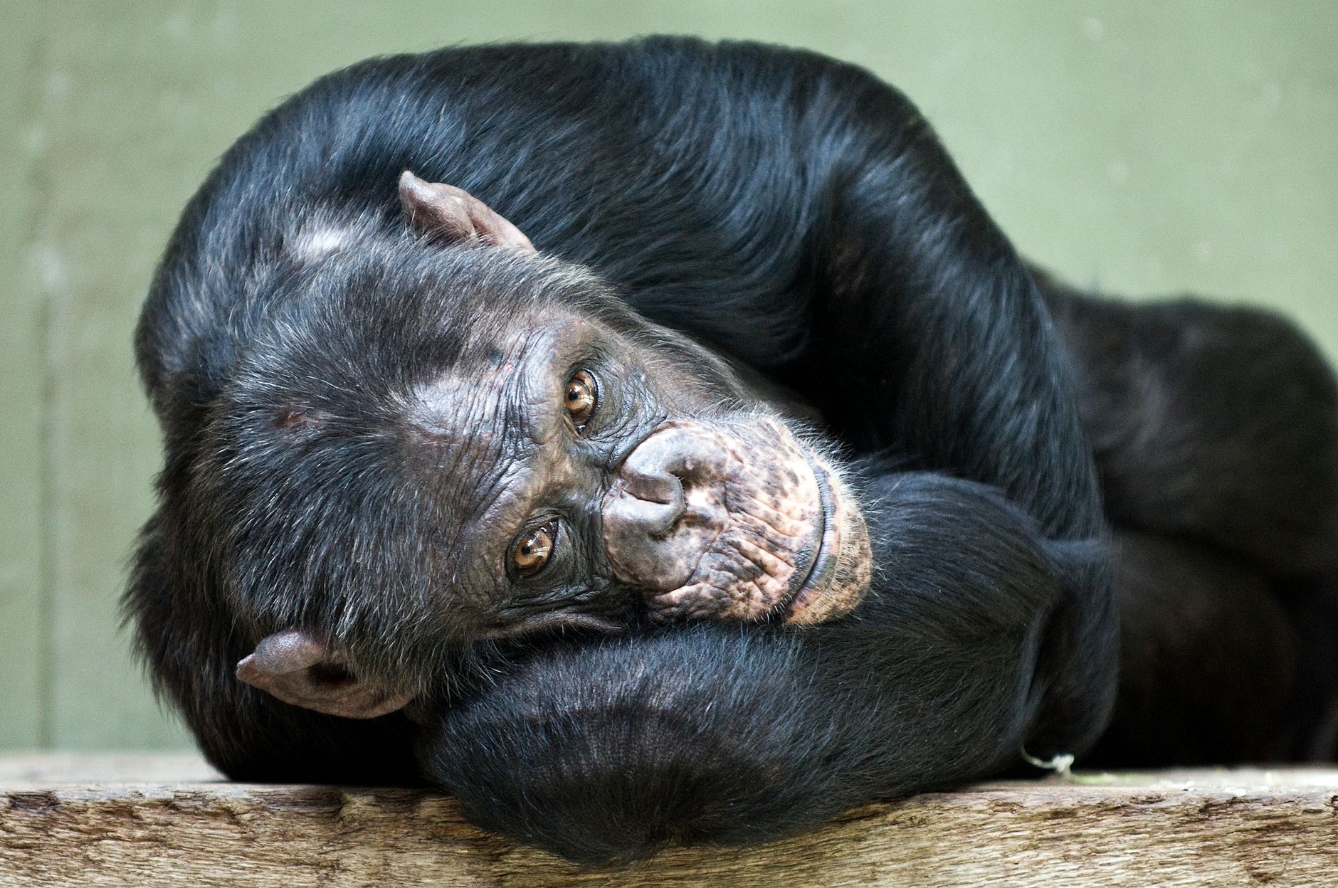 A close-up shot of a chimpanzee resting at Copenhagen Zoo.