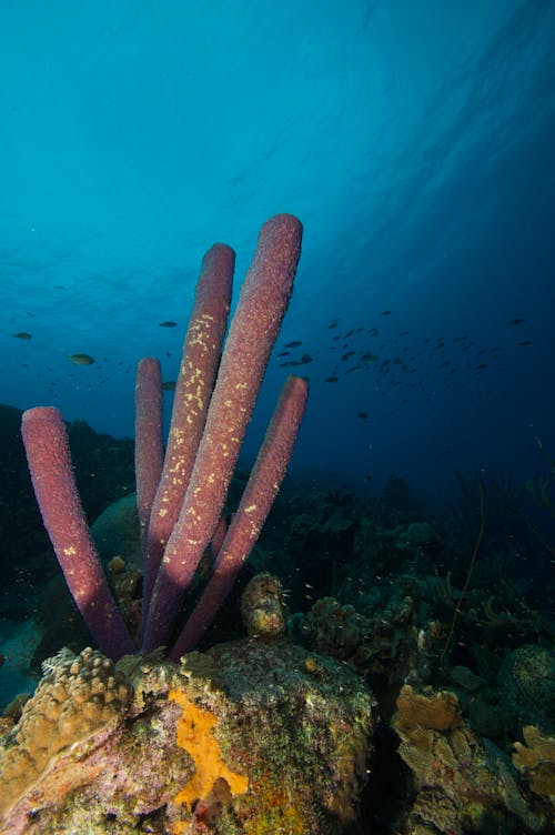 Photos gratuites de aquatique, coraux, tir vertical