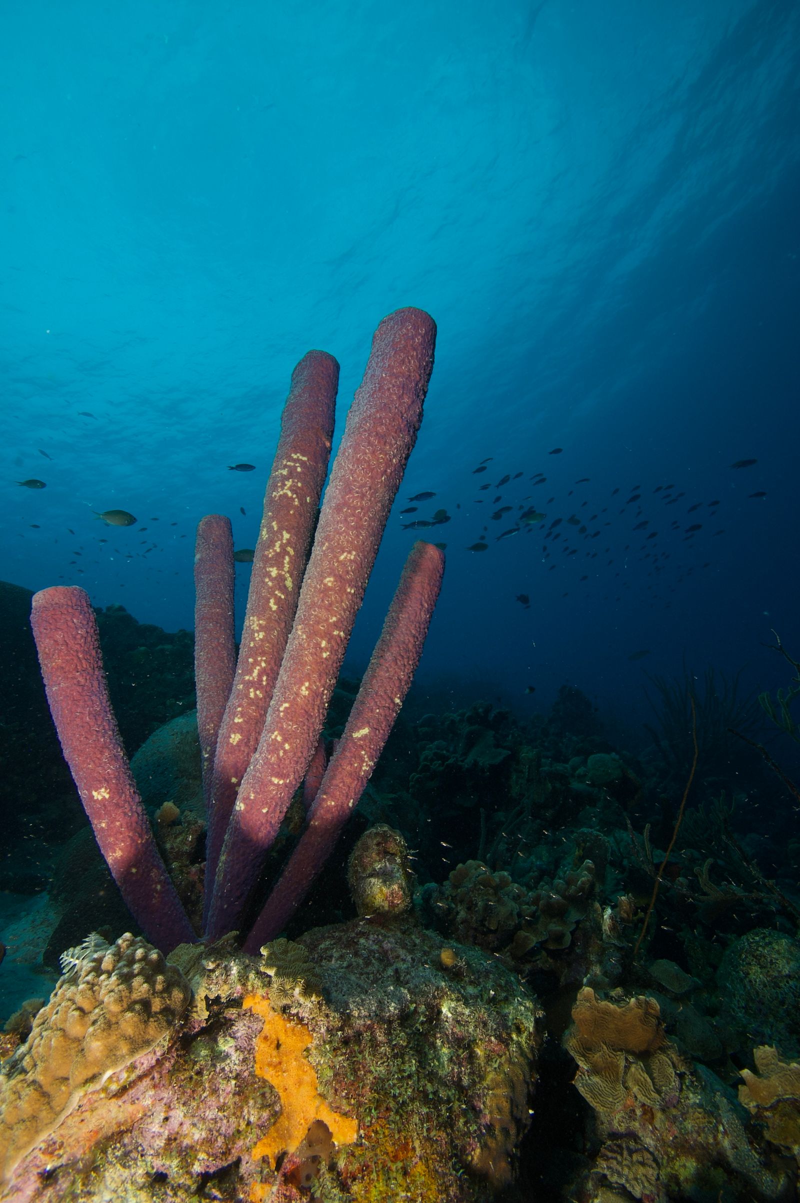 The Sponge Garden