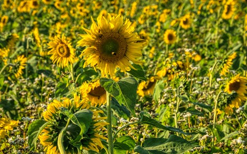Free Close-Up Shot of a Sunflower Stock Photo