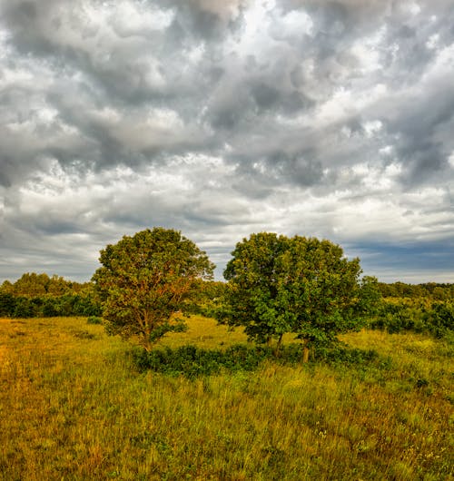 Two Trees in the Middle of the Grass Field