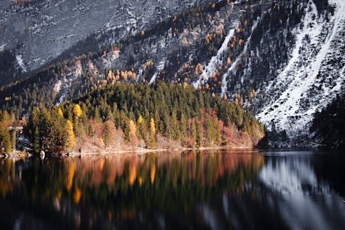 Pine Trees Near Lake in an Autumn Season 