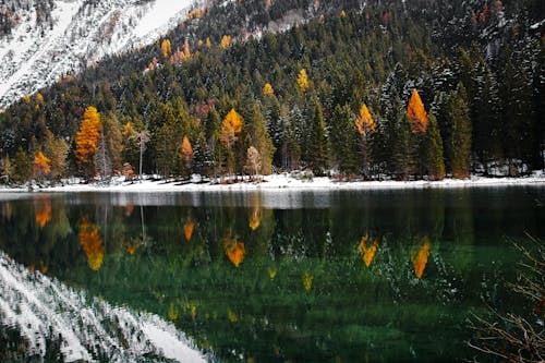 Reflection of Pine Trees on a River