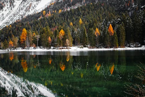 Fotos de stock gratuitas de bosque, escénico, fotografía de naturaleza