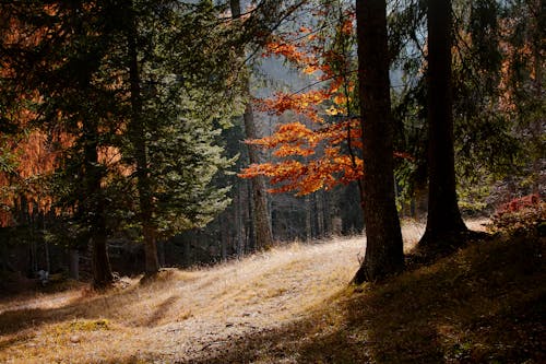 Trees in a Forest in an Autumn Season 