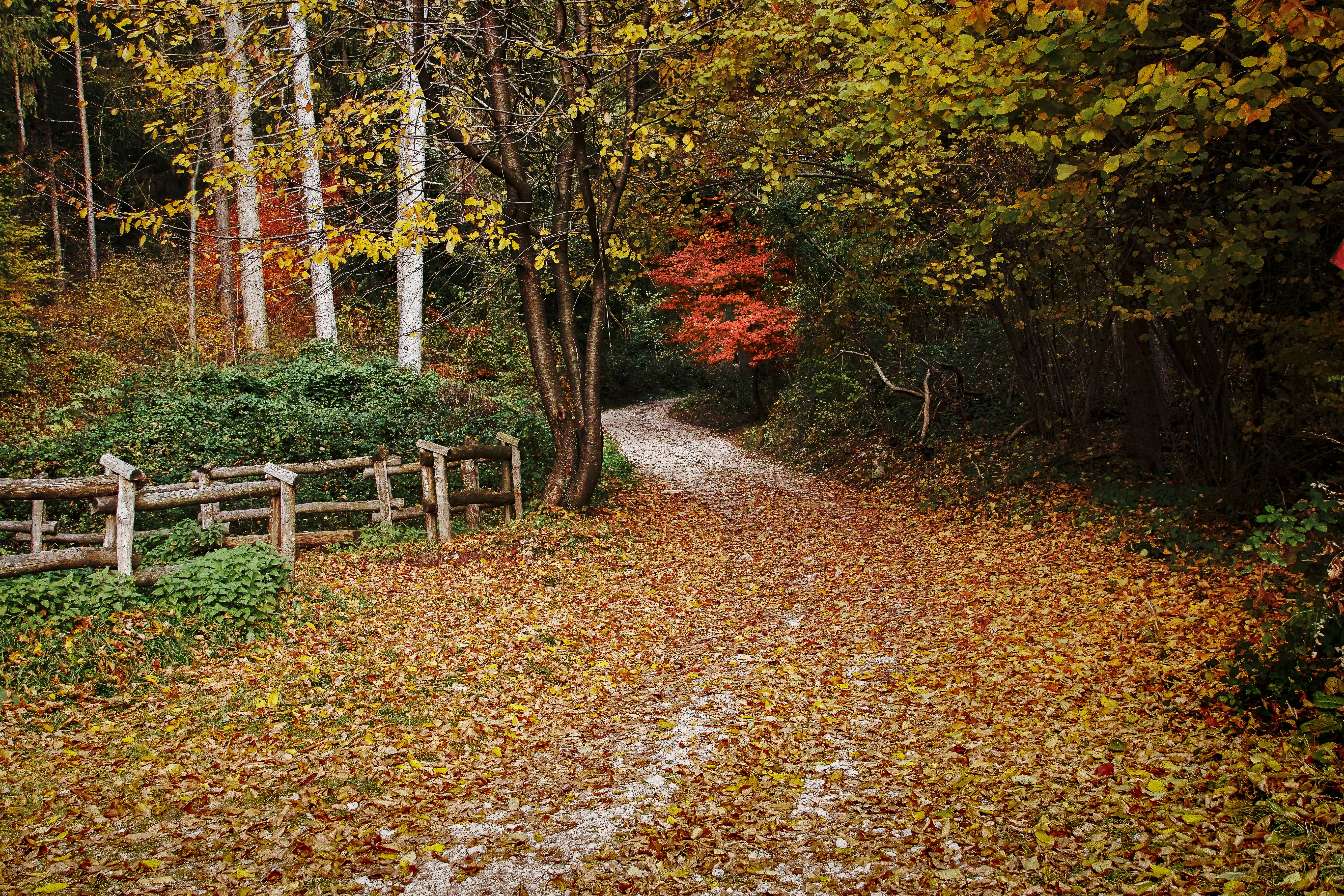 A serene forest pathway in Trentino-Alto Adige, Italy, covered with colorful autumn leaves.