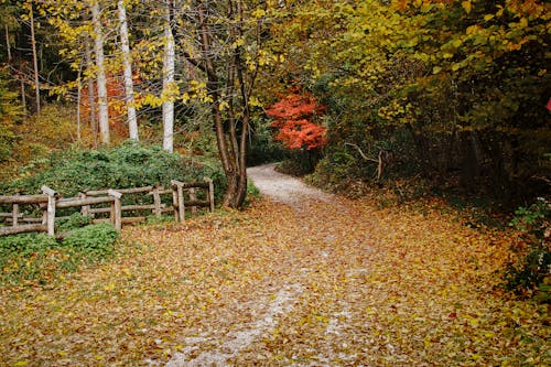 무료 가을, 계절, 나뭇잎의 무료 스톡 사진