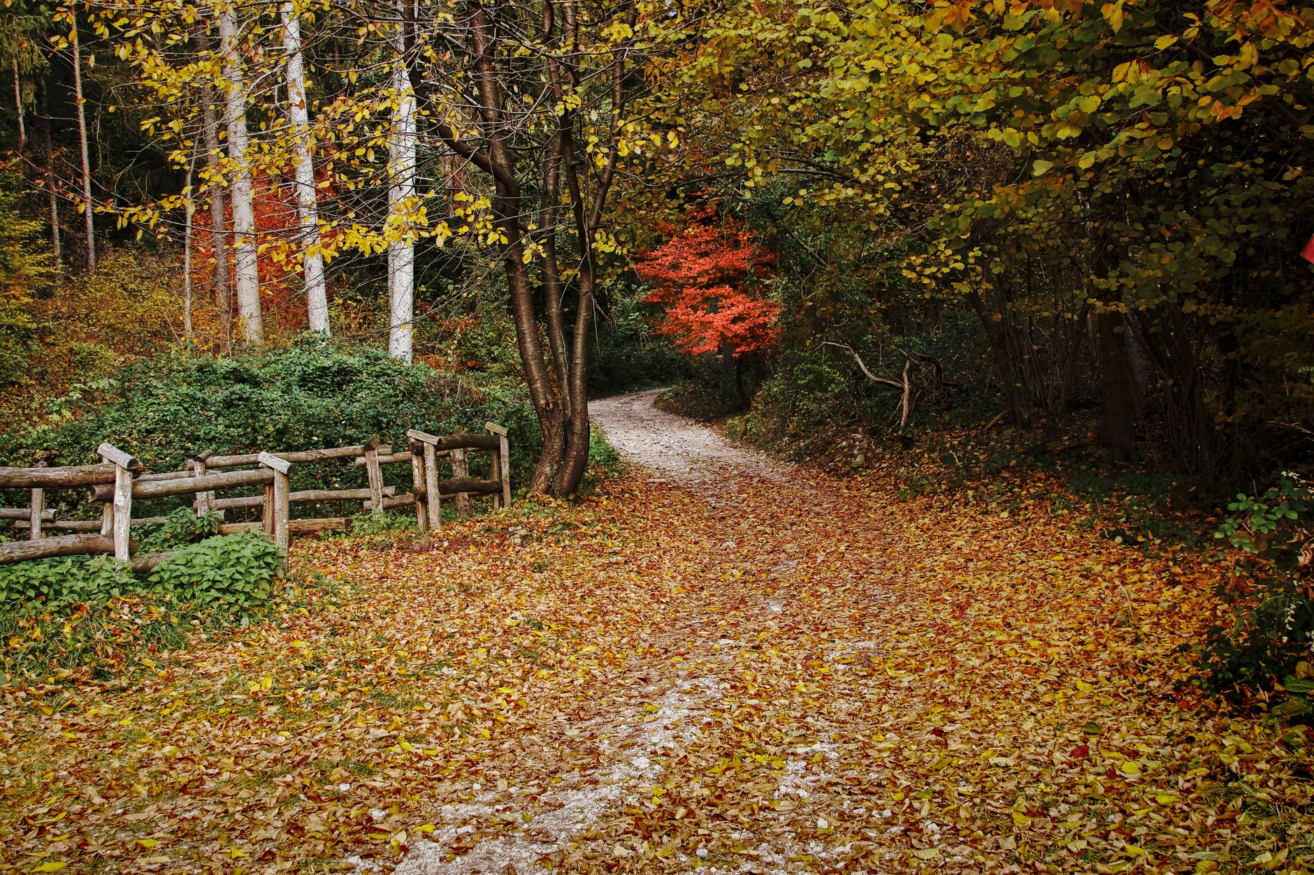 A serene forest pathway in Trentino-Alto Adige, Italy, covered with colorful autumn leaves.