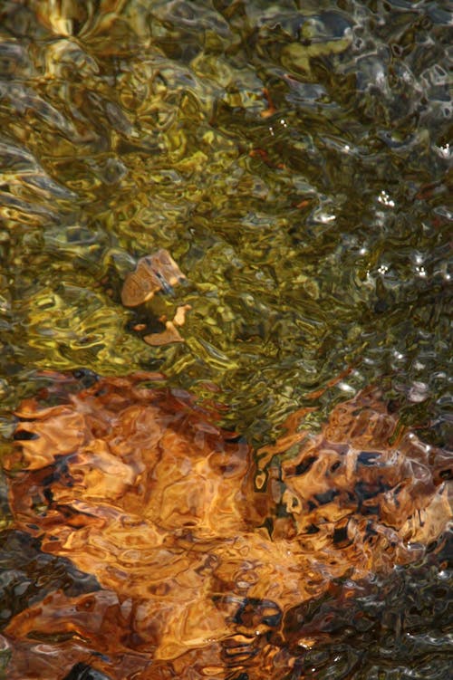 Kostnadsfri bild av natur, vatten