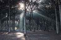 日出时分，阳光穿过树林，营造出神秘的森林氛围