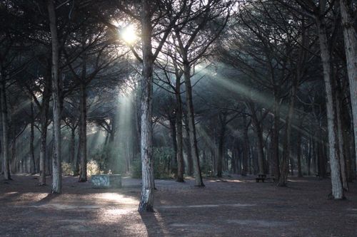 Free Sunlight streaming through trees creating a mystical forest scene during sunrise. Stock Photo