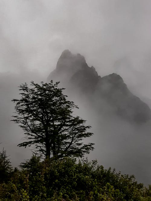 Photos gratuites de brume, forêt de montagne, forêt nuageuse