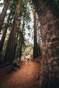 A solitary hiker walks along a scenic autumn trail in a towering redwood forest.