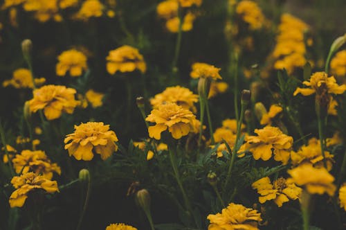 무료 노란색 꽃의 얕은 초점 사진 스톡 사진