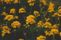 城市公园里，美丽的黄色万寿菊盛开，展现了大自然充满活力的色彩