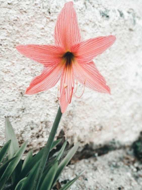 Free stock photo of flower